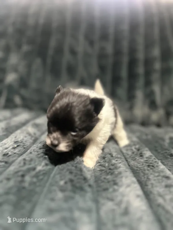 Manchas – Pomeranian puppy for sale in Phoenix, AZ