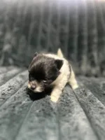 Manchas, a male Pomeranian for sale in Phoenix, AZ – 1 of 2