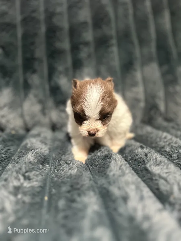 Muñeca – Pomeranian puppy for sale in Phoenix, AZ