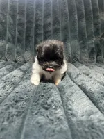 Jr, a male Pomeranian for sale in Phoenix, AZ – 2 of 2