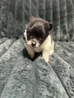 Manchas, a male Pomeranian for sale in Phoenix, AZ – 2 of 2