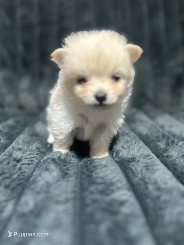 Coco – Pomeranian puppy for sale in Phoenix, AZ