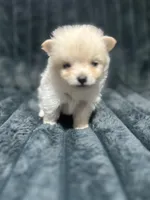 Coco, a female Pomeranian for sale in Phoenix, AZ – 1 of 2
