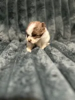 Muñeca, a female Pomeranian for sale in Phoenix, AZ – 2 of 3