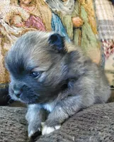 Jet, a male Pomeranian for sale in St. Donatus, IA – 5 of 8