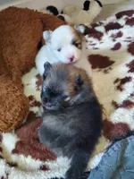 Jet, a male Pomeranian for sale in Dubuque, IA – 10 of 10