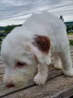 Lily, a female Sheepadoodle for sale in St. Donatus, IA – 2 of 6