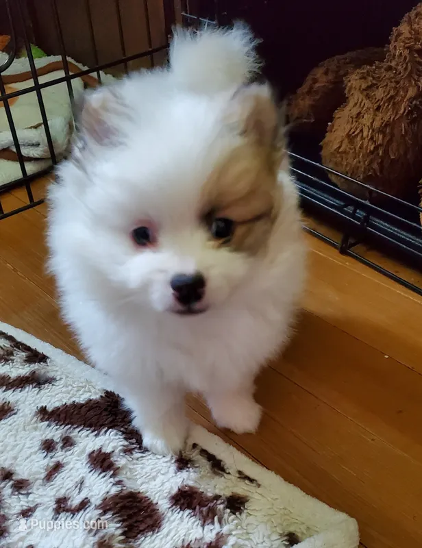 Dash – Pomeranian puppy for sale in Dubuque, IA