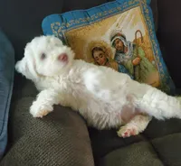 Lily, a female Sheepadoodle for sale in Dubuque, IA – 10 of 10