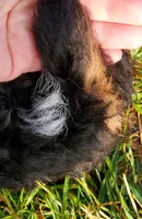 Lola, a female Sheepadoodle for sale in St. Donatus, IA – 4 of 4