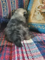 Jet, a male Pomeranian for sale in Dubuque, IA – 4 of 10