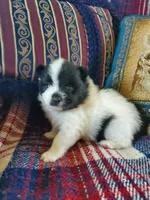 Rowdy, a male Pomeranian for sale in Dubuque, IA – 2 of 10