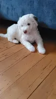 Lily, a female Sheepadoodle for sale in St. Donatus, IA – 6 of 6