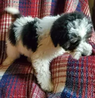 Minnie, a female Sheepadoodle for sale in Dubuque, IA – 4 of 9