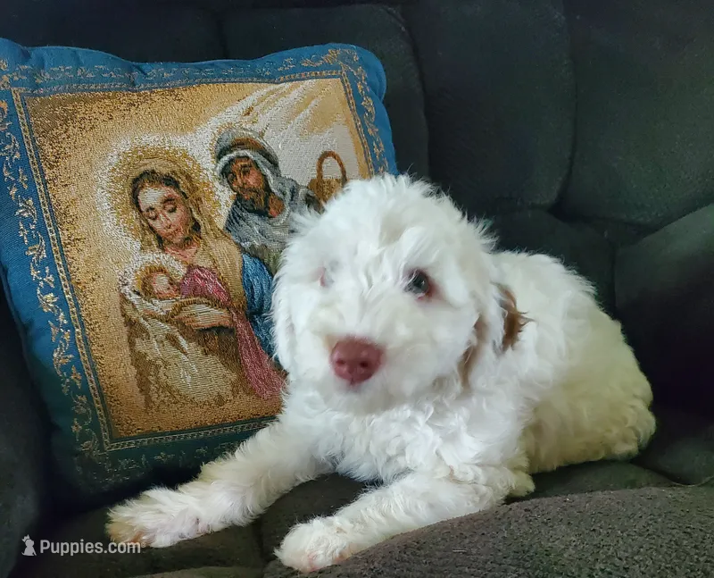 Lily – Sheepadoodle puppy for sale in St. Donatus, IA