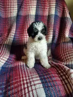Minnie, a female Sheepadoodle for sale in Dubuque, IA – 8 of 9