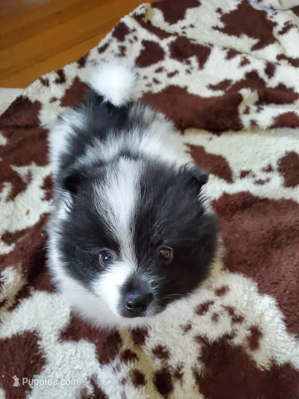 Rowdy – Pomeranian puppy for sale in Dubuque, IA