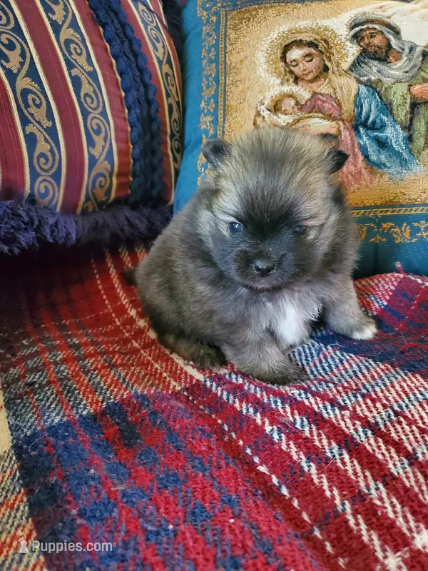 Jet – Pomeranian puppy for sale in St. Donatus, IA
