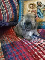 Jet, a male Pomeranian for sale in Dubuque, IA – 1 of 10