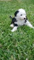 Lola, a female Sheepadoodle for sale in St. Donatus, IA – 2 of 4