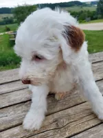 Lily, a female Sheepadoodle for sale in St. Donatus, IA – 4 of 6