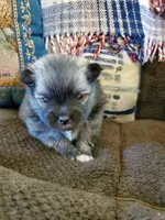 Jet, a male Pomeranian for sale in St. Donatus, IA – 4 of 8