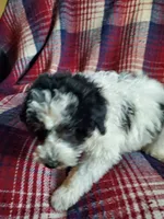 Minnie, a female Sheepadoodle for sale in Dubuque, IA – 7 of 9