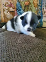 Rowdy, a male Pomeranian for sale in St. Donatus, IA – 3 of 7