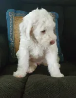 Lily, a female Sheepadoodle for sale in Dubuque, IA – 3 of 10
