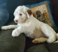 Lily, a female Sheepadoodle for sale in Dubuque, IA – 8 of 10