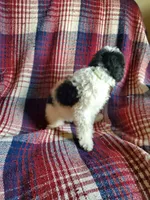 Minnie, a female Sheepadoodle for sale in Dubuque, IA – 5 of 9