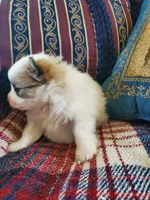 Dash, a male Pomeranian for sale in Dubuque, IA – 4 of 10