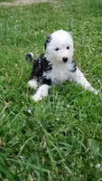 Lola, a female Sheepadoodle for sale in St. Donatus, IA – 3 of 4