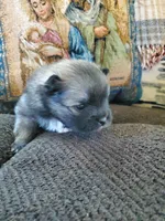 Jet, a male Pomeranian for sale in St. Donatus, IA – 8 of 8