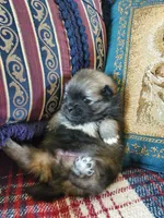 Jet, a male Pomeranian for sale in Dubuque, IA – 3 of 10