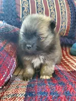 Jet, a male Pomeranian for sale in Dubuque, IA – 5 of 10