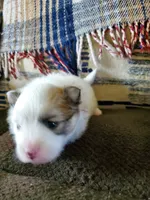 Dash, a male Pomeranian for sale in St. Donatus, IA – 3 of 10