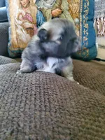 Jet, a male Pomeranian for sale in St. Donatus, IA – 2 of 8