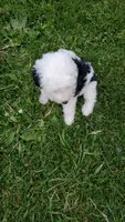 Daffy, a female Sheepadoodle for sale in St. Donatus, IA – 4 of 5
