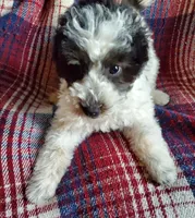 Minnie, a female Sheepadoodle for sale in Dubuque, IA – 6 of 9