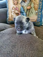 Jet, a male Pomeranian for sale in St. Donatus, IA – 1 of 8