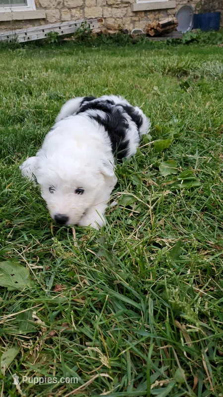 Daffy – Sheepadoodle puppy for sale in Dubuque, IA