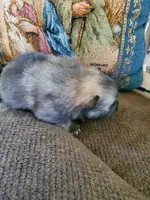 Jet, a male Pomeranian for sale in St. Donatus, IA – 3 of 8