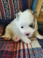 Dash, a male Pomeranian for sale in Dubuque, IA – 6 of 10