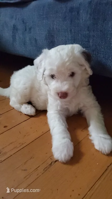 Lily – Sheepadoodle puppy for sale in St. Donatus, IA