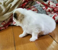Dash, a male Pomeranian for sale in St. Donatus, IA – 2 of 10