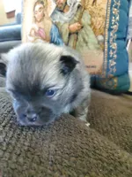 Jet, a male Pomeranian for sale in St. Donatus, IA – 7 of 8