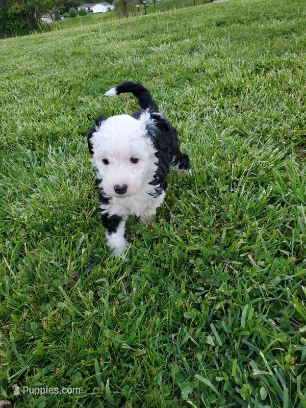Lola – Sheepadoodle puppy for sale in St. Donatus, IA