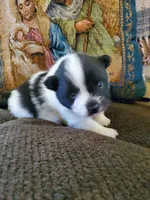 Rowdy, a male Pomeranian for sale in St. Donatus, IA – 1 of 7