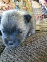 Jet, a male Pomeranian for sale in St. Donatus, IA – 6 of 8